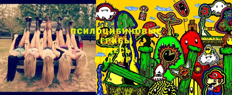 Галлюциногенные грибы Cubensis  Пятигорск 